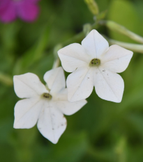 Tabak Perfume White F1 - Nicotiana - semená - 50 ks