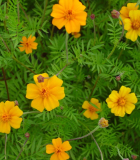 Aksamietnica rozkladitá Ground control - Tagetes patula - semená - 0,5 g