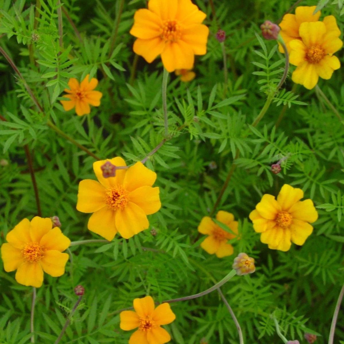 Aksamietnica rozkladitá Ground control - Tagetes patula - semená - 0,5 g