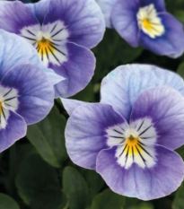 Fialka rohatá Sorbet levanduľová ružová - Viola cornuta - semená - 20 ks