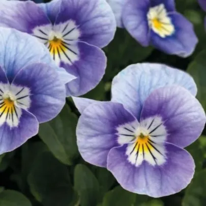 Fialka rohatá Sorbet levanduľová ružová - Viola cornuta - semená - 20 ks