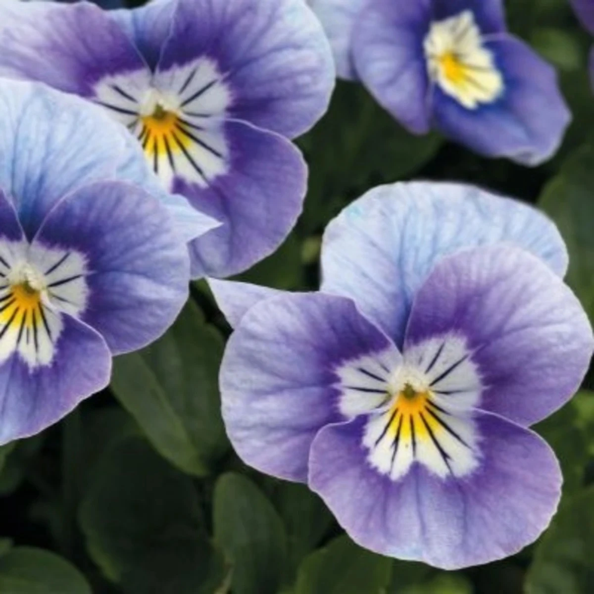 Fialka rohatá Sorbet levanduľová ružová - Viola cornuta - semená - 20 ks