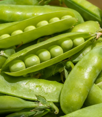 Hrach dreňový Sienna - Pisum sativum - semená - 60 ks