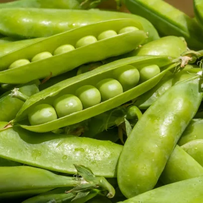 Hrach dreňový Sienna - Pisum sativum - semená - 60 ks