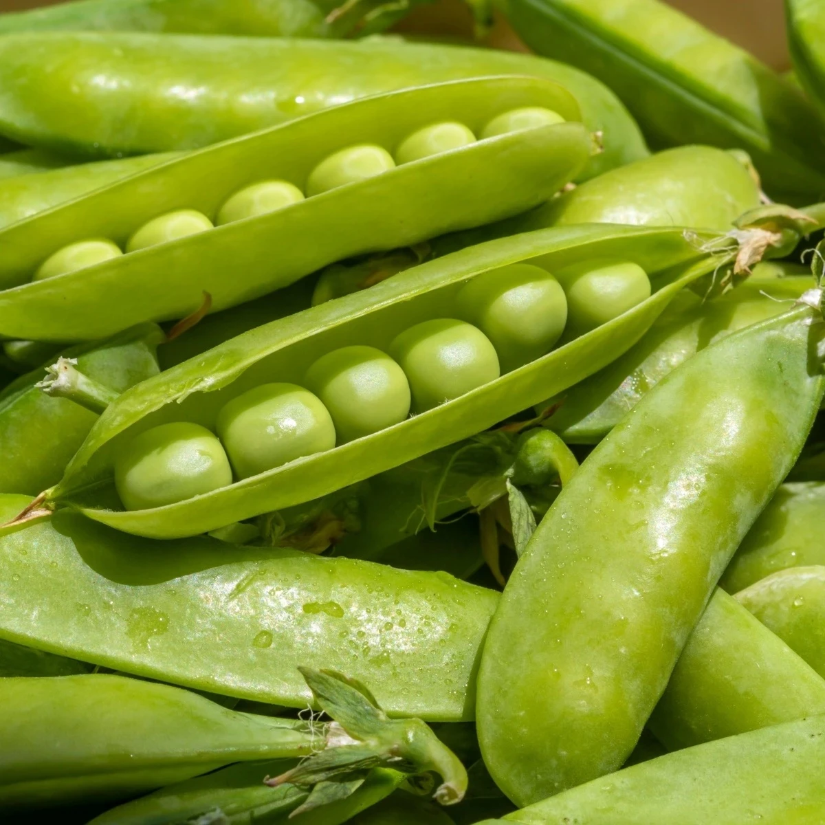 Hrach dreňový Sienna - Pisum sativum - semená - 60 ks