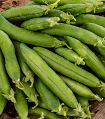 Hrach siaty dreňový Premio - Pisum sativum - semená - 60 ks