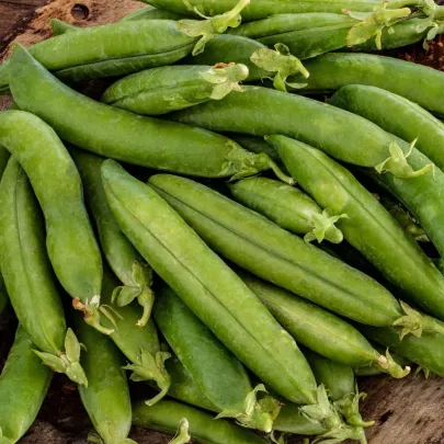 Hrach siaty dreňový Premio - Pisum sativum - semená - 60 ks