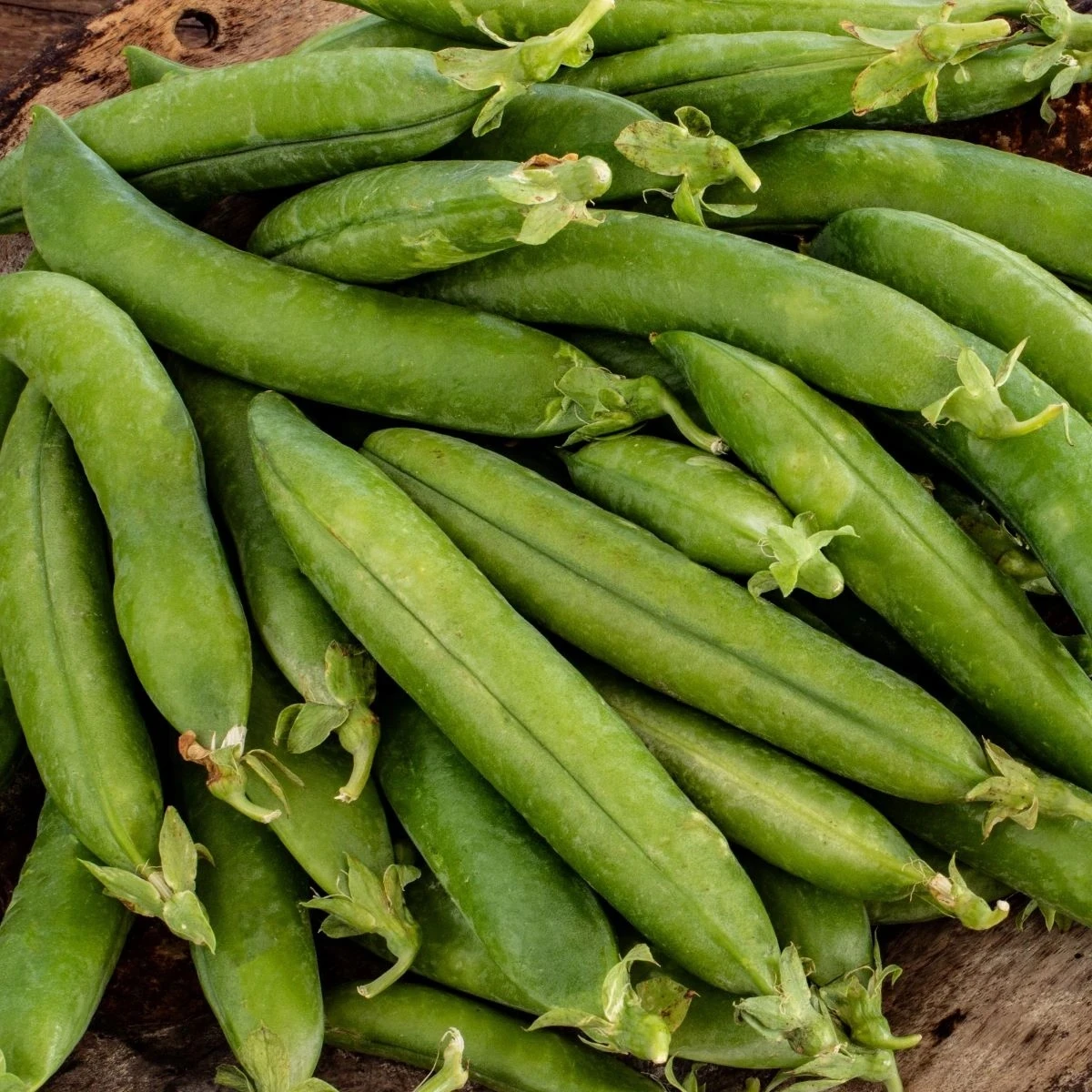 Hrach siaty dreňový Premio - Pisum sativum - semená - 60 ks