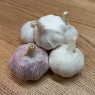 Sadbový cesnak Morado de Cuenca - Allium - nepaličák - cibuľa cesnaku - 1 balenie