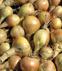 BIO Cibuľa sadzačka Sturon - Allium cepa - bio cibuľky - 250 g