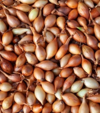 BIO Cibuľa sadzačka Štutgart - Allium cepa - bio cibuľky - 250 g