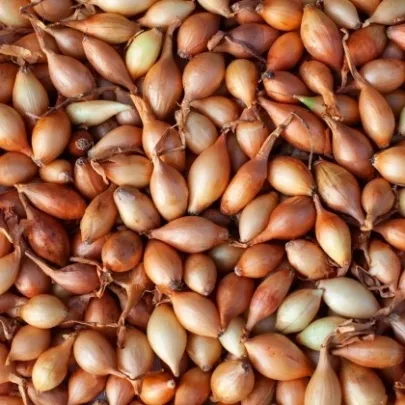 BIO Cibuľa sadzačka Štutgart - Allium cepa - bio cibuľky - 250 g