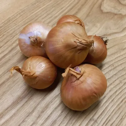 Cibuľa šalotka Biztro - Allium cepa - cibuľky - 250 g