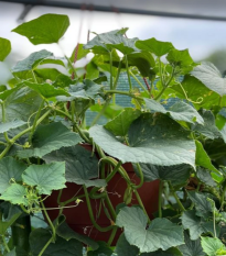 Uhorka Cascadini F1 - uhorka do kvetináča - Cucumis Sativus - semená - 5 ks