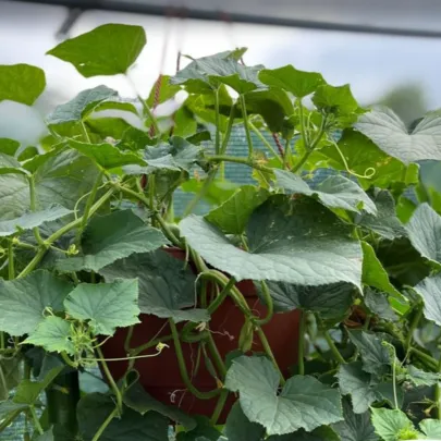 Uhorka Cascadini F1 - uhorka do kvetináča - Cucumis Sativus - semená - 5 ks