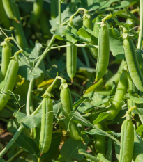 Hrach Grandera - Pisum sativum - semená - 40 ks