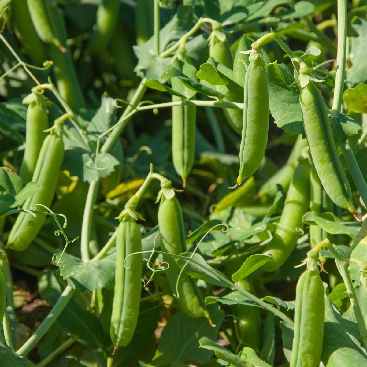 Hrach Grandera - Pisum sativum - semená - 40 ks