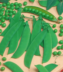 Hrach Delikata - Pisum sativum - semená - 40 ks