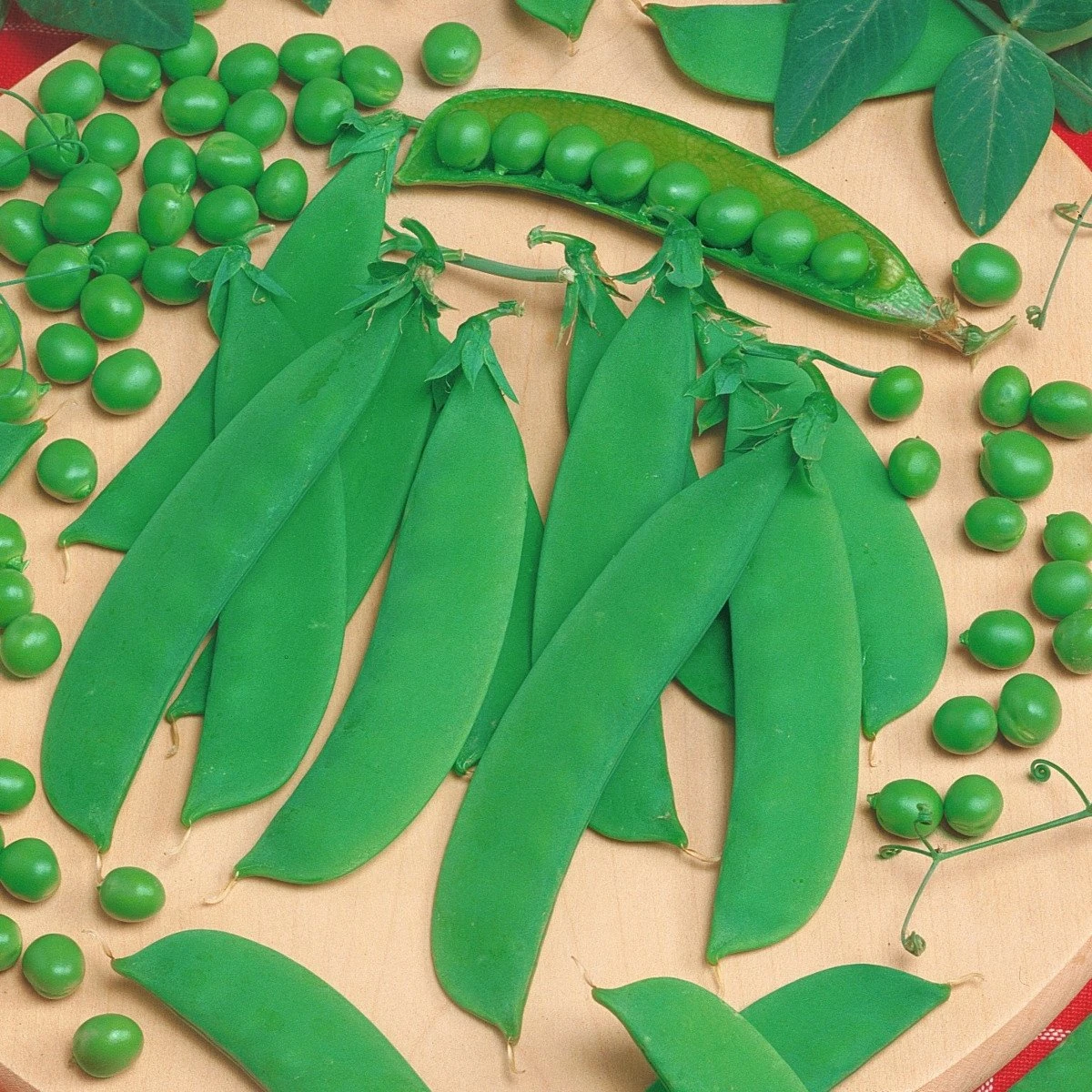 Hrach Delikata - Pisum sativum - semená - 40 ks