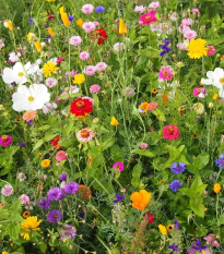 Včelí mls - semená Čierny Biopro - letničková zmes - 20 g