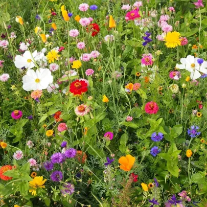 Včelí mls - semená Čierny Biopro - letničková zmes - 20 g