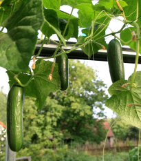 Uhorka šalátová Salamanda F1 - Cucumis sativus - semená - 6 ks