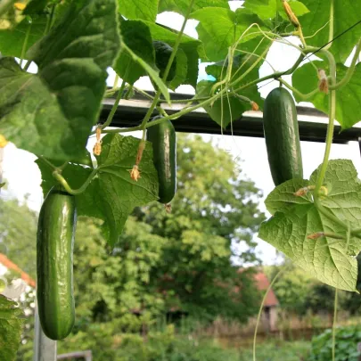 Uhorka šalátová Salamanda F1 - Cucumis sativus - semená - 6 ks
