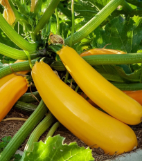 Cuketa Easy Pick Gold II F1 - Cucurbita pepo - semená - 7 ks