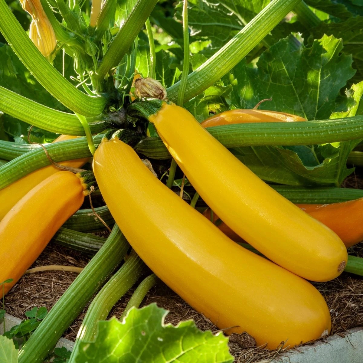 Cuketa Easy Pick Gold II F1 - Cucurbita pepo - semená - 7 ks