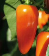 Paprika Lubega Mini Orange F1 - Capsicum annuum - semená - 5 ks