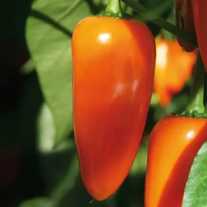 Paprika Lubega Mini Orange F1 - Capsicum annuum - semená - 5 ks
