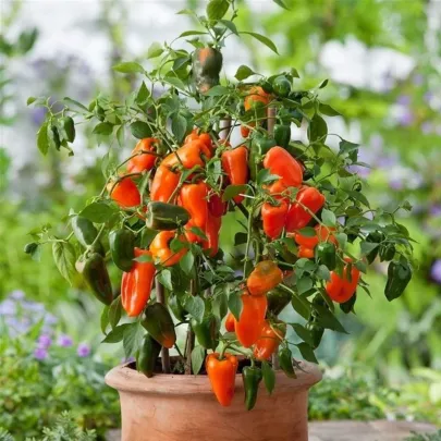 Paprika Lubega Mini Orange F1 - Capsicum annuum - semená - 5 ks