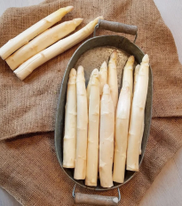 Špargľa Gijnlim biela - Asparagus officinalis - prostokorenné sadenice špargle - 2 ks
