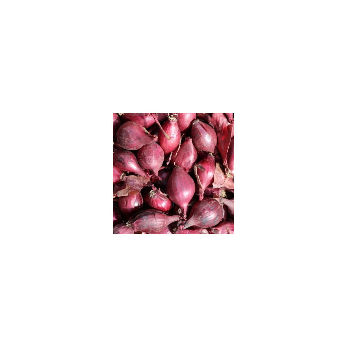 Cibuľa šalotka Schelia jarná červená - Allium cepa L. - semená cibuľa - 150 ks