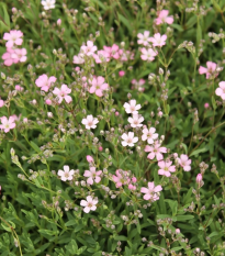 Gypsomilka pacifická - Nevestin závoj - Gypsophila pacifica - semená - 100 ks