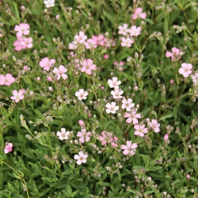 Gypsomilka pacifická - Nevestin závoj - Gypsophila pacifica - semená - 100 ks