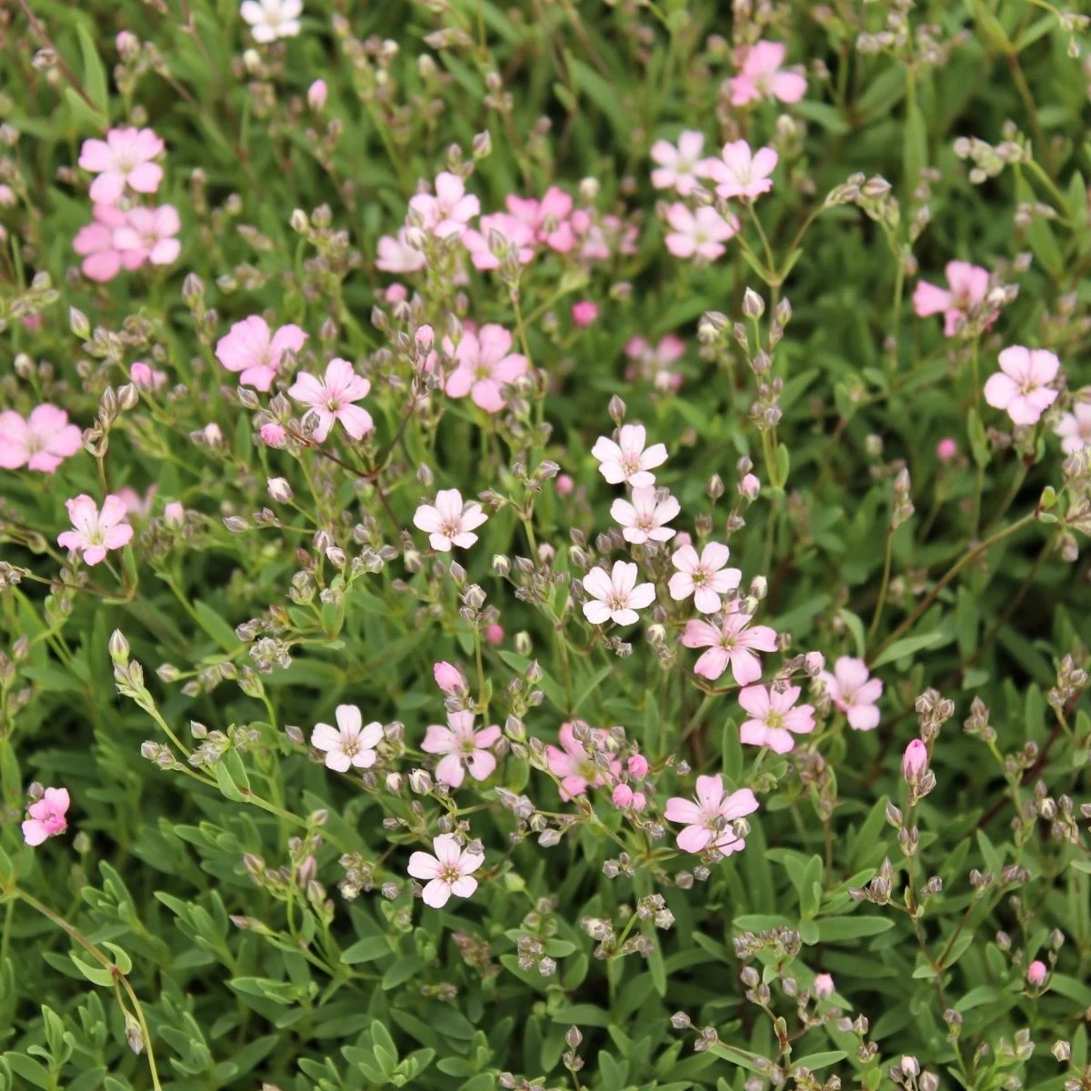 Gypsomilka pacifická - Nevestin závoj - Gypsophila pacifica - semená - 100 ks