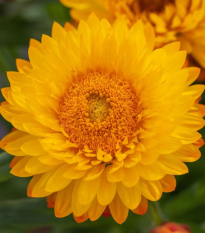 Slamienka Lemon Yellow - Helichrysum bracteosum - semená - 300 ks