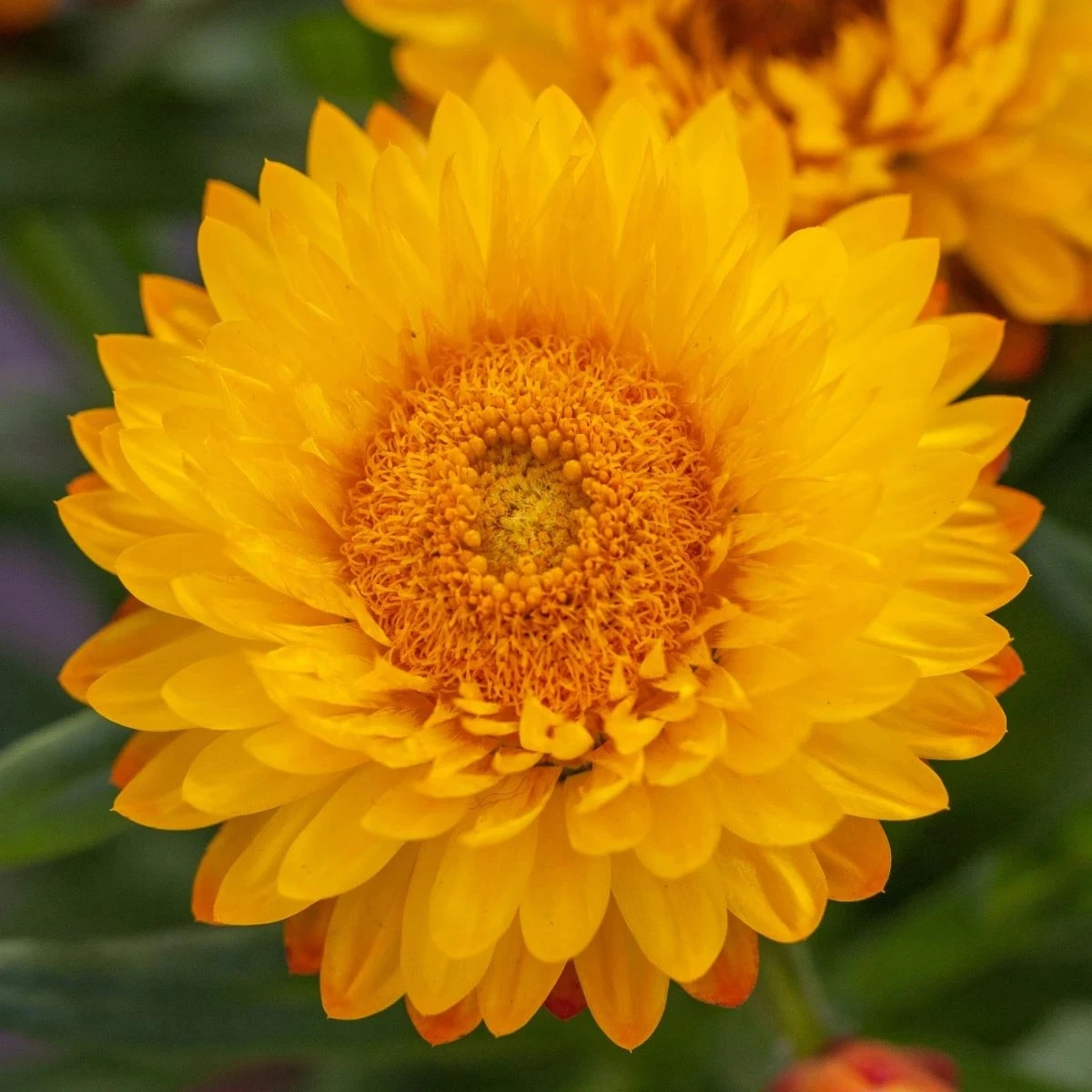 Slamienka Lemon Yellow - Helichrysum bracteosum - semená - 300 ks