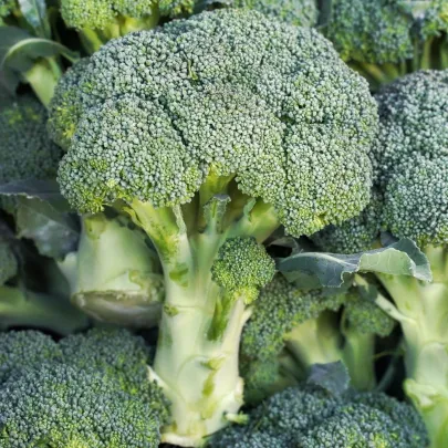 Brokolica Marathon F1 - Brassica oleracea - semená - 30 ks