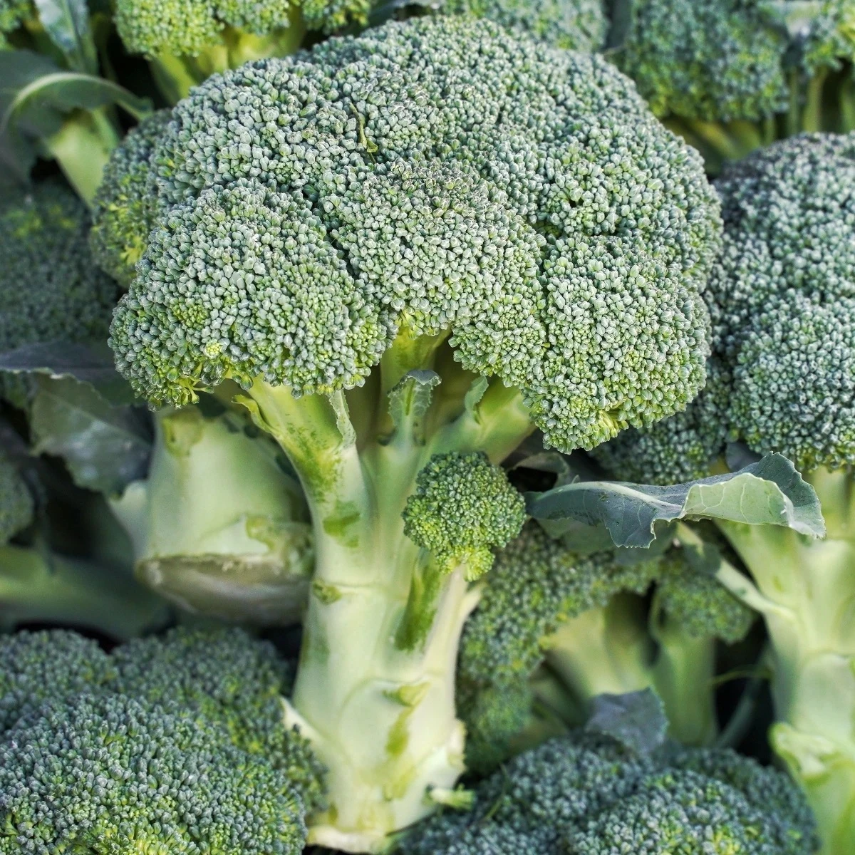 Brokolica Marathon F1 - Brassica oleracea - semená - 30 ks