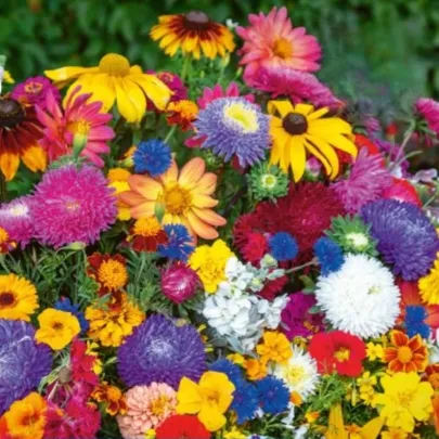 Kvetinová zmes - Last Minute - semená Kiepenkerl - 1 ks