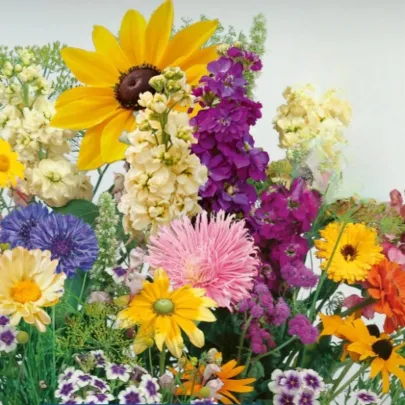 Kvetinová zmes - Letný večer - semená Kiepenkerl - 1 ks