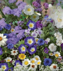 Kvetinová zmes - Letná zmes s atmosférou mora - semená Kiepenkerl - 1 ks