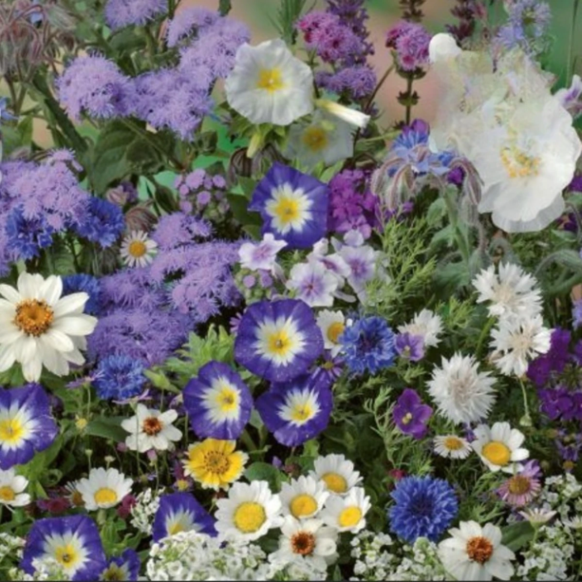 Kvetinová zmes - Letná zmes s atmosférou mora - semená Kiepenkerl - 1 ks