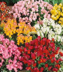 Papuľka väčšia Tom Pouce - Antirrhinum majus L. - semená - 300 ks