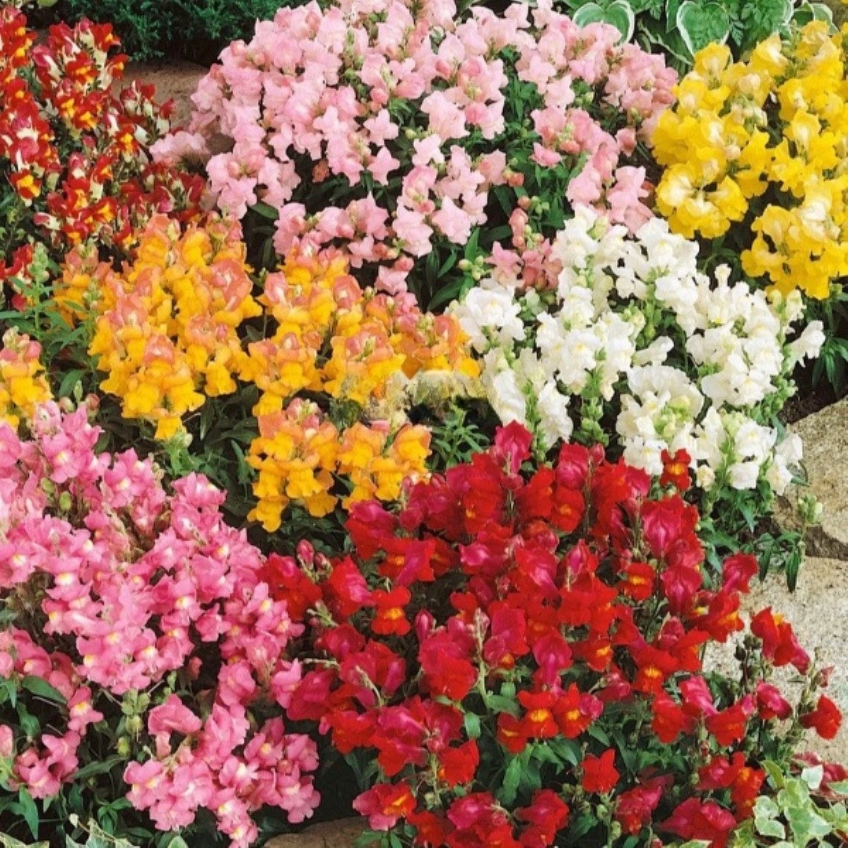 Papuľka väčšia Tom Pouce - Antirrhinum majus L. - semená - 300 ks