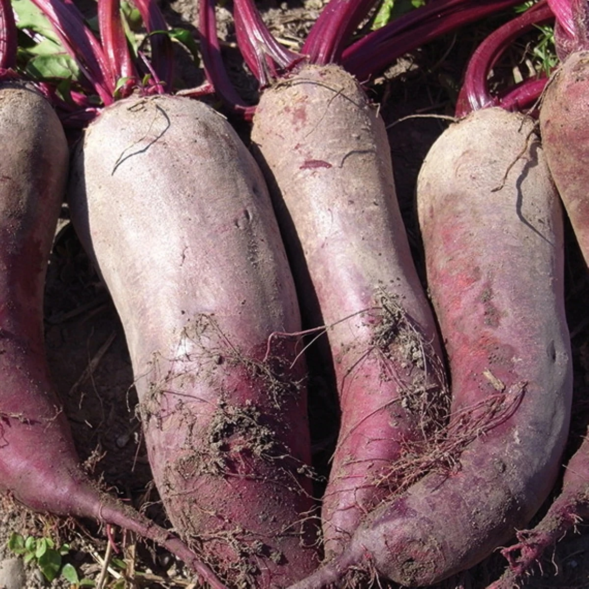 BIO Repa červená Formanova - Beta vulgaris - bio semená - 50 ks