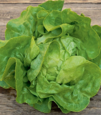 BIO Šalát hlávkový Lucinde - Lactuca sativa - bio semená - 100 ks