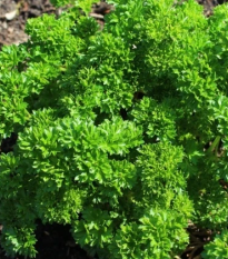 Petržlen Zelená Perla - Petroselinum crispum - semená - 800 ks